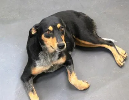 A young medium-sized female Australian Kelpie dog named Keelie for adoption in Picayune, MS
