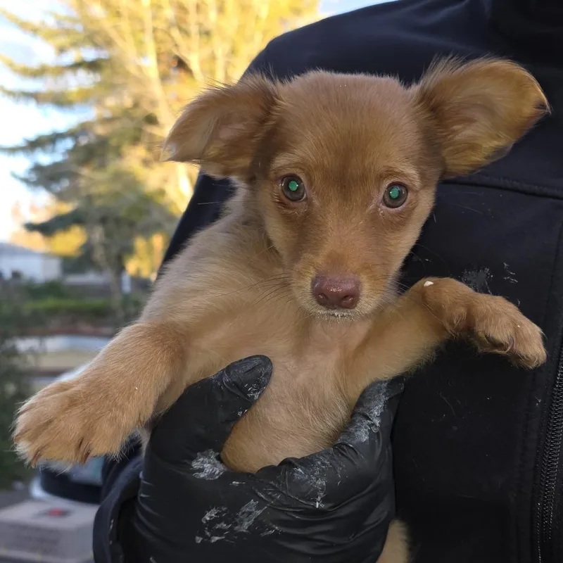 A baby small-sized female Brown / Chocolate Mixed Breed dog named Clarise for adoption in Klamath Falls, OR