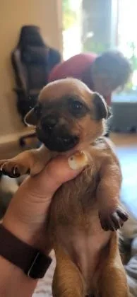 Elsie