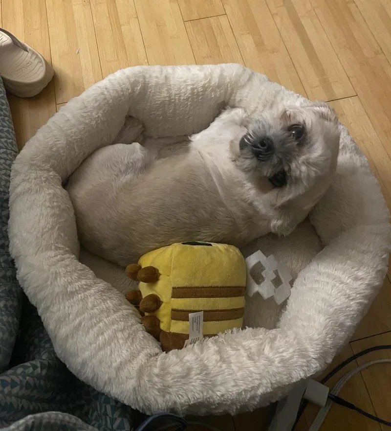 An adult small-sized female Shih Tzu dog named Zinfandel for adoption in Lansing, MI