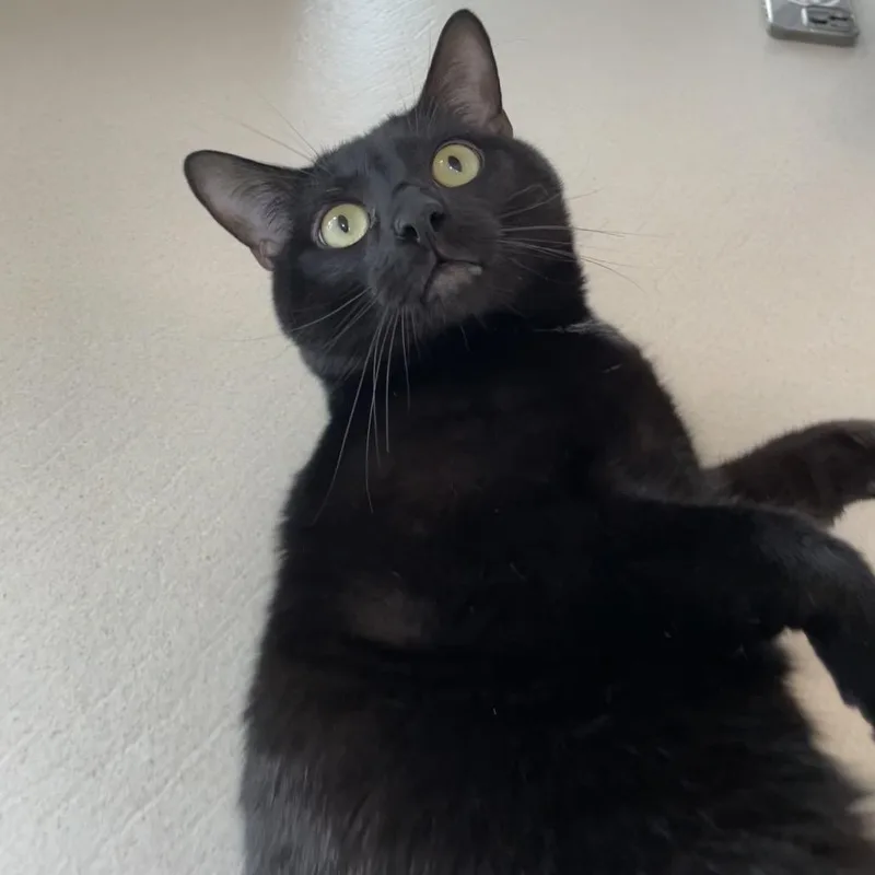 An adult large-sized male Black Domestic Short Hair cat named Roger for adoption in Warwick, RI