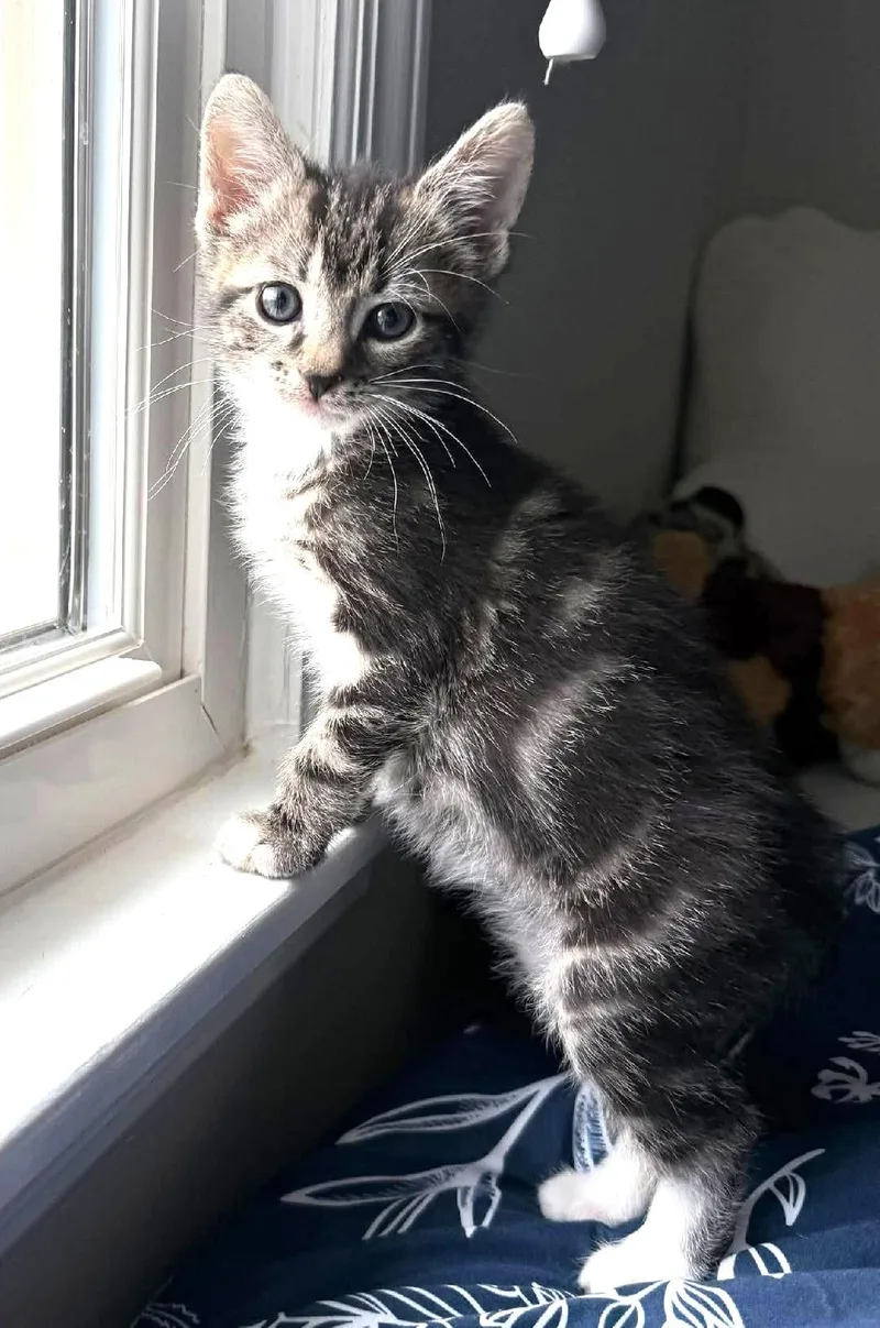 A baby medium-sized male Tabby (Brown / Chocolate) Domestic Short Hair cat named Graham for adoption in Wayne, NJ