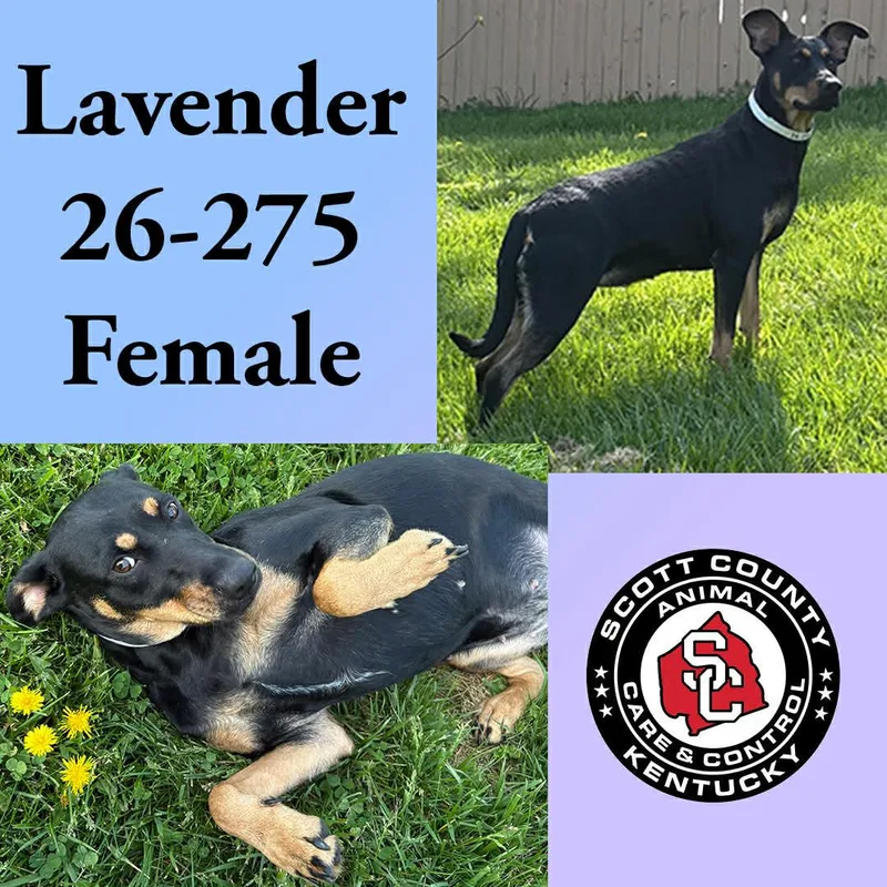 An adult medium-sized female Doberman Pinscher dog named Lavender for adoption in Georgetown, KY
