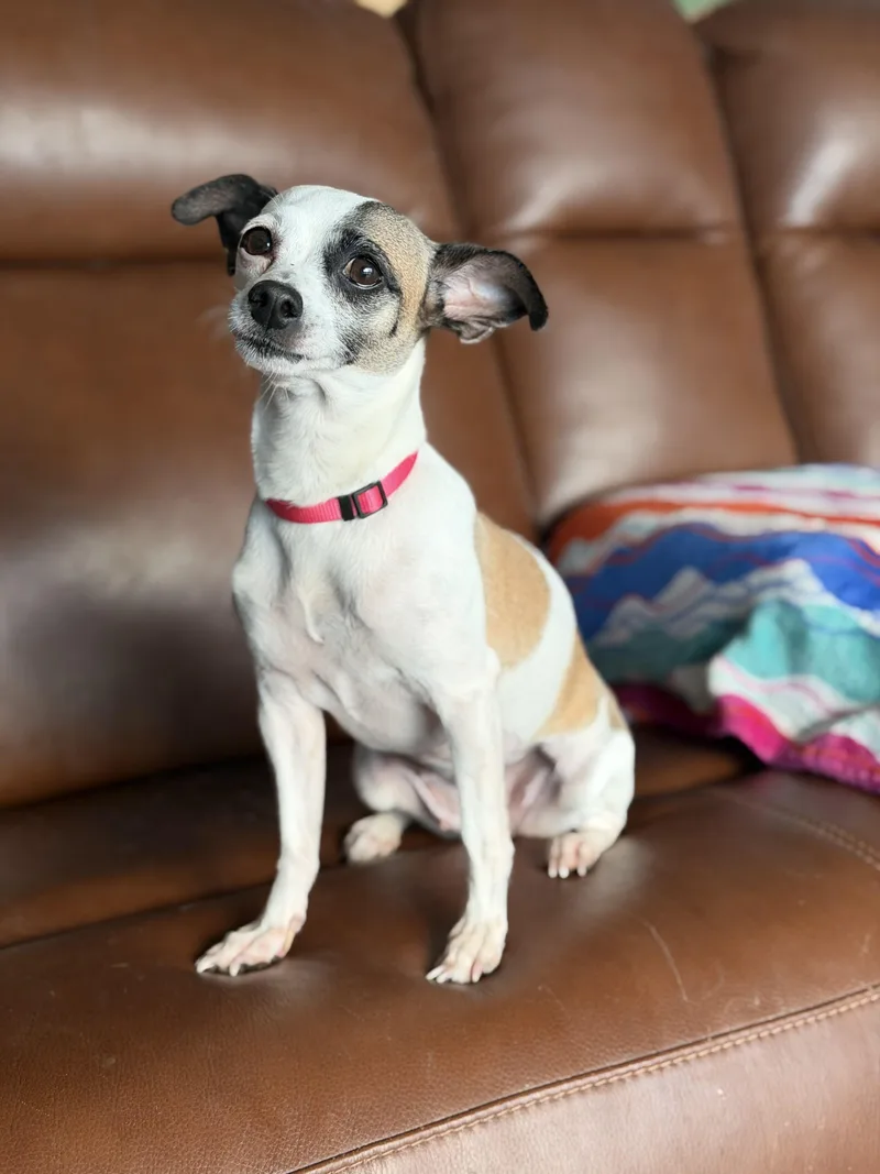 An adult small-sized female Harlequin Chihuahua dog named Malissa for adoption in PITTSBURGH, PA