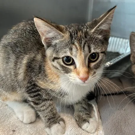 A baby small-sized female Torbie Domestic Short Hair cat named Pippy for adoption in Matteson, IL
