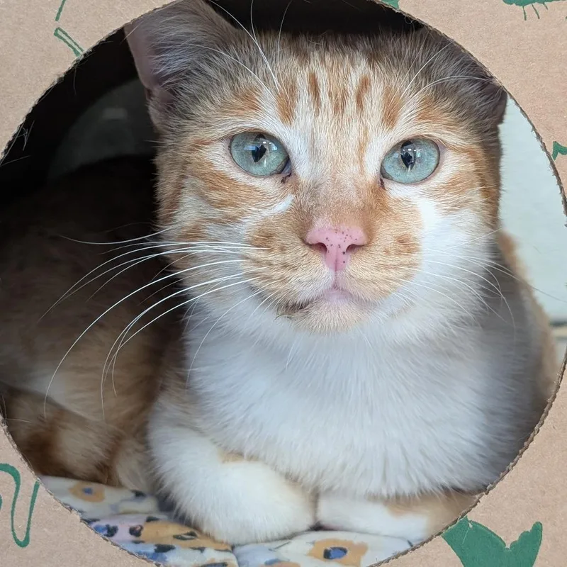 A young medium-sized male Domestic Short Hair cat named Oliver Platt for adoption in Reno, NV