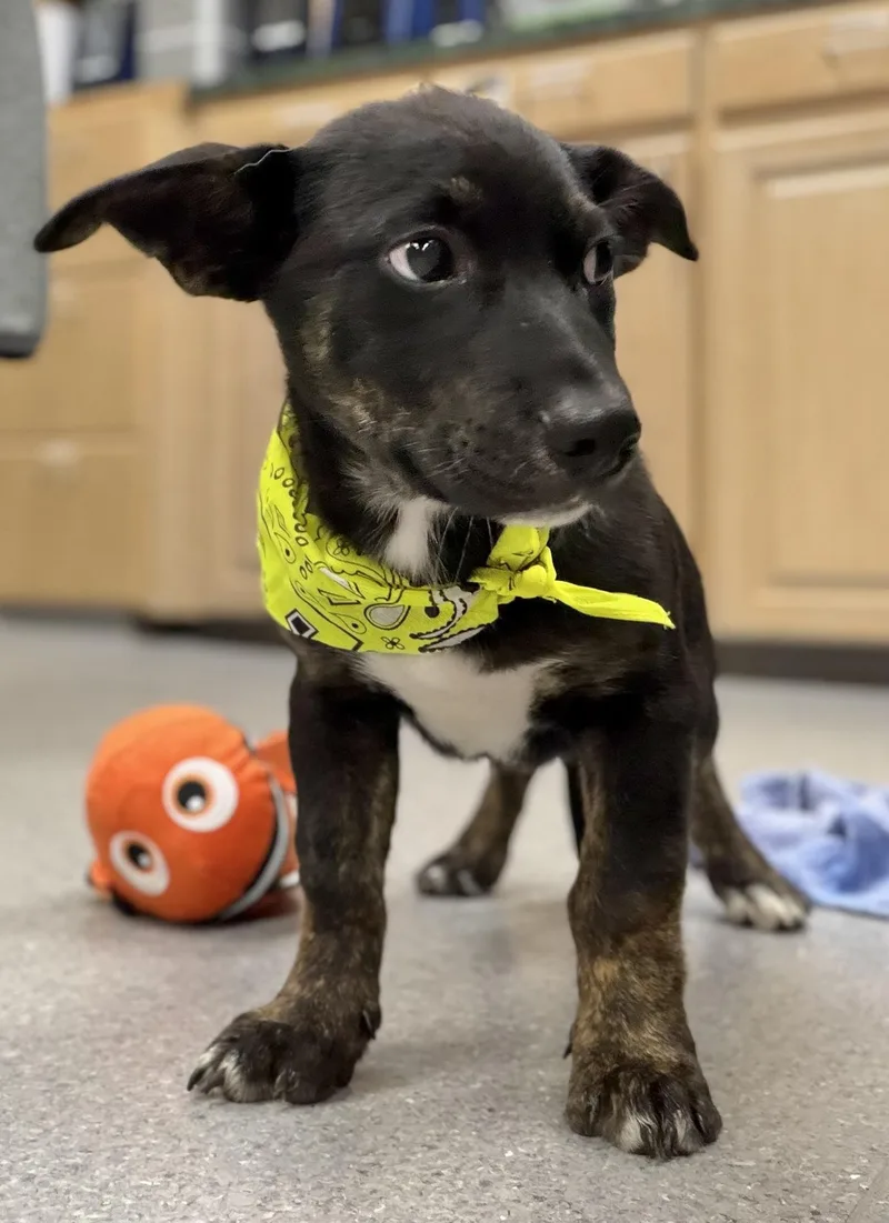 A baby medium-sized male Shepherd dog named Rex for adoption in Manchester, CT