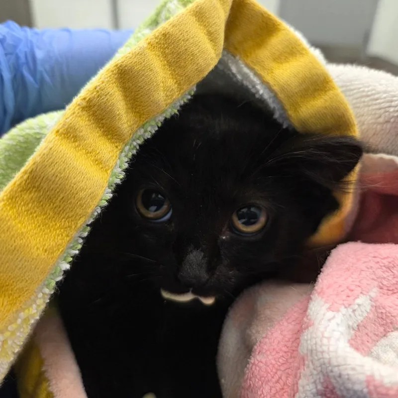 A baby small-sized male Black Domestic Medium Hair cat named Jotaro Kujo for adoption in Chattanooga, TN