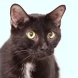 An adult medium-sized female Black Domestic Short Hair cat named Dipsy Doodle for adoption in Hilliard, OH
