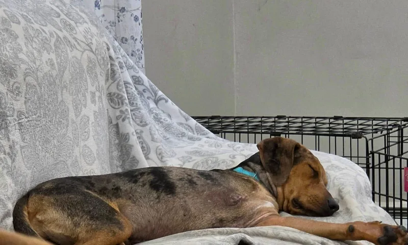 A young medium-sized male Plott Hound dog named Cypher the TriPod for adoption in Houston, TX