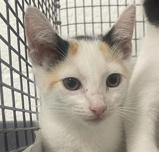 A baby small-sized female Domestic Short Hair cat named Bubbles for adoption in Fort Lauderdale, FL