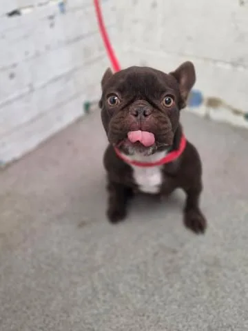 Mochi