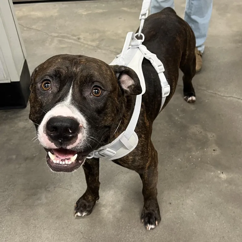An adult large-sized male Brindle Terrier dog named Kevin for adoption in Tampa, FL