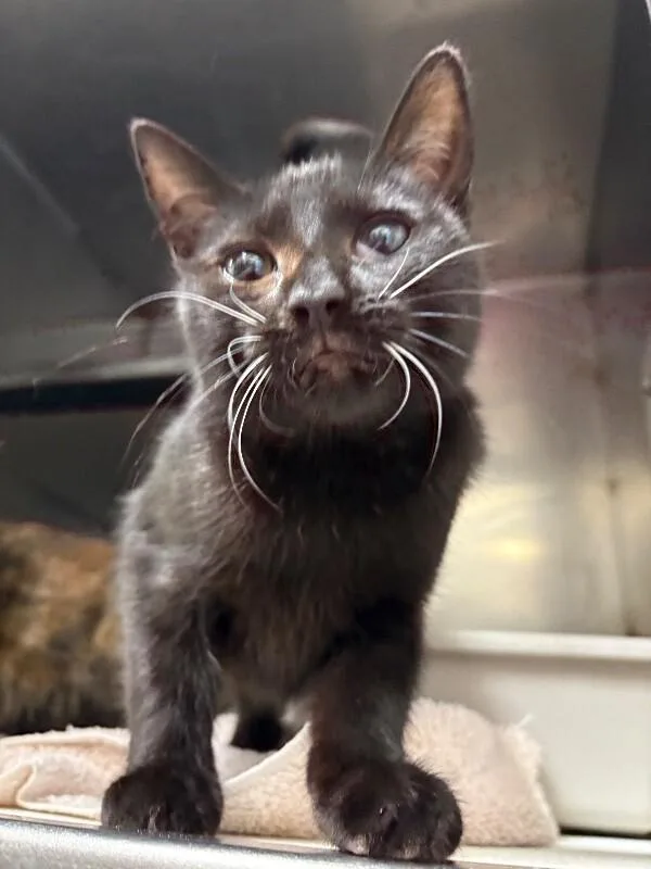 A young medium-sized female Domestic Short Hair cat named Unknown for adoption in Burgaw, NC