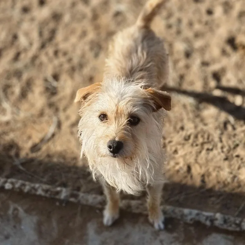 An adult small-sized female Yellow / Tan / Blond / Fawn Wirehaired Terrier dog named Mary for adoption in Oxford, ME
