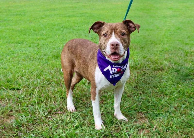 A senior large-sized female Pit Bull Terrier dog named Xena for adoption in Parsons, WV