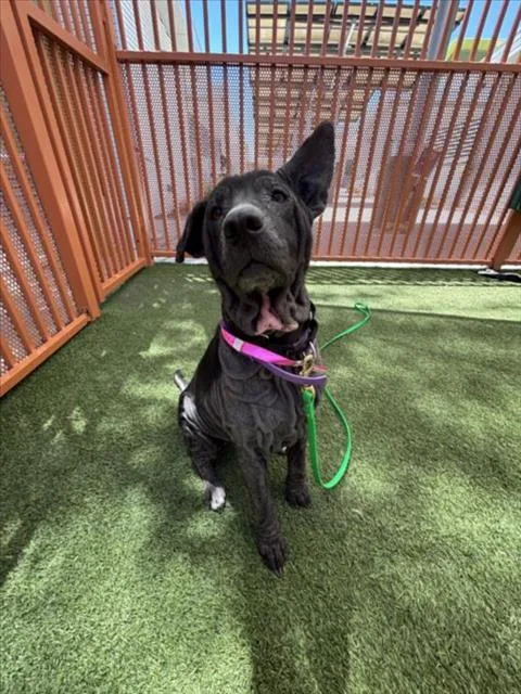 An adult medium-sized female Pit Bull Terrier dog named Nala for adoption in Las Vegas, NV
