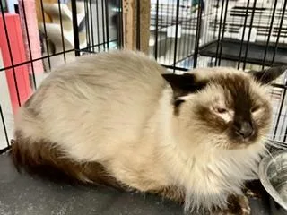 An adult medium-sized female Siamese cat named Zen for adoption in Phoenix, AZ