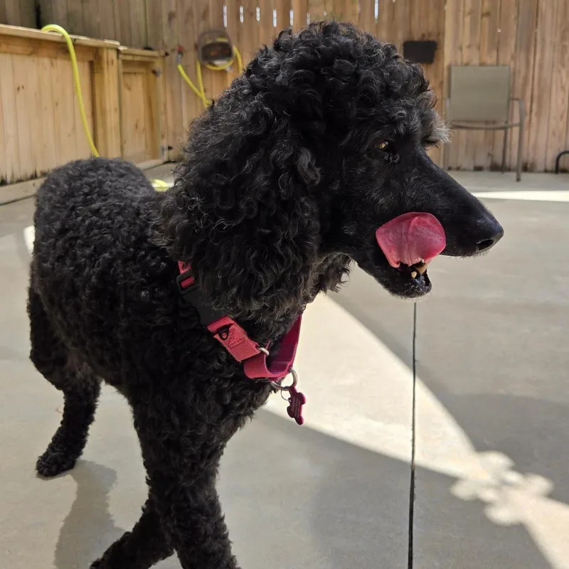A senior medium-sized female Black Standard Poodle dog named Lilo for adoption in Freeport, FL
