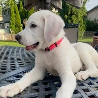 A baby large-sized female White / Cream Great Pyrenees dog named Hollerin for adoption in South Elgin, IL