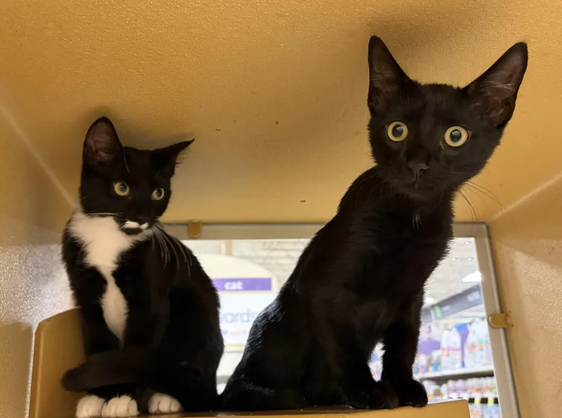 A baby medium-sized female Black & White / Tuxedo Domestic Short Hair cat named Muffin R for adoption in Stowe, PA