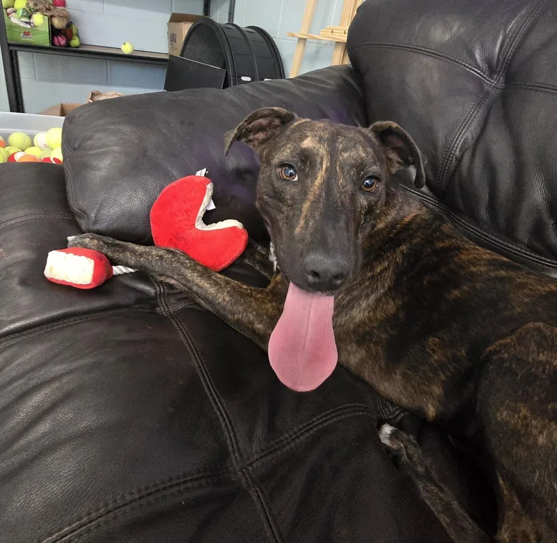 An adult medium-sized male Brindle Mixed Breed dog named Luigi for adoption in Umatilla, FL