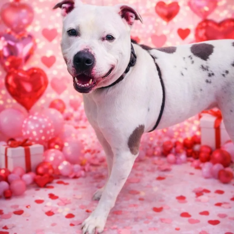 A young medium-sized male White / Cream Pit Bull Terrier dog named Petey for adoption in Justin, TX