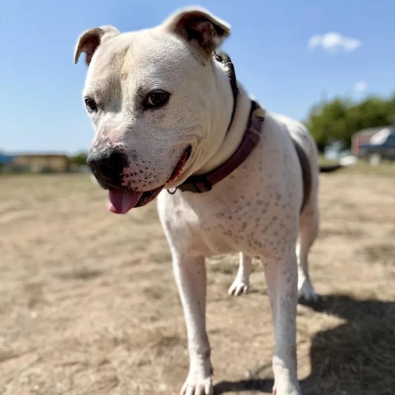 Petey thumbnail 2