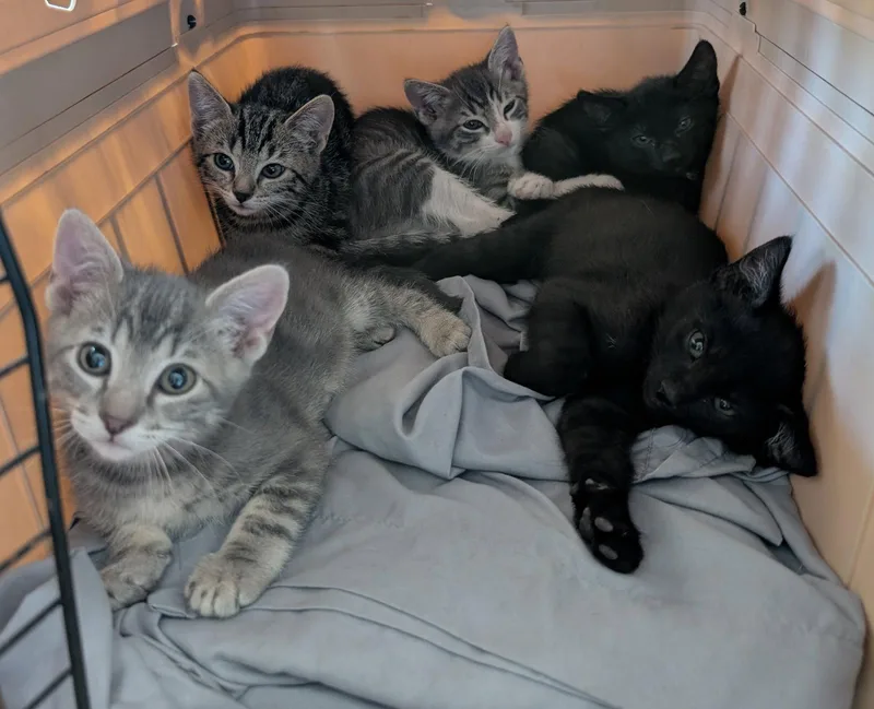 A baby medium-sized female Domestic Short Hair cat named Tigger for adoption in Glendale, AZ