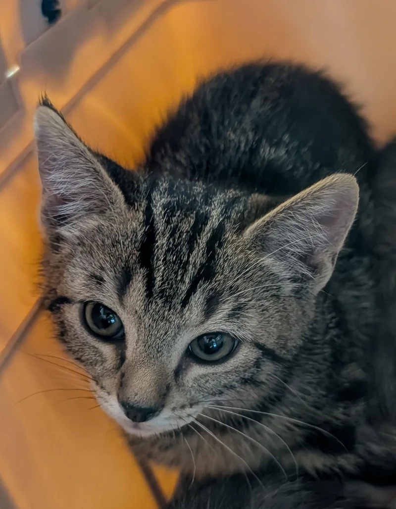 Tigger thumbnail 3