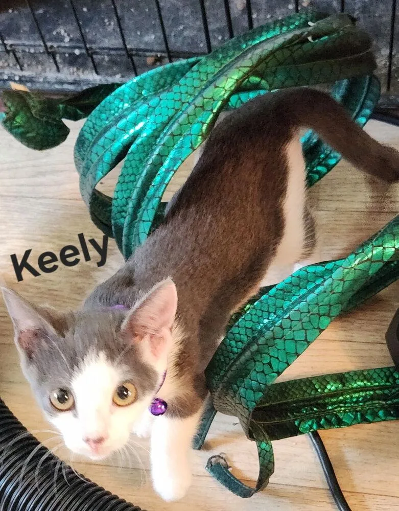 A baby small-sized female Gray & White Domestic Short Hair cat named Keely for adoption in Dallas, TX