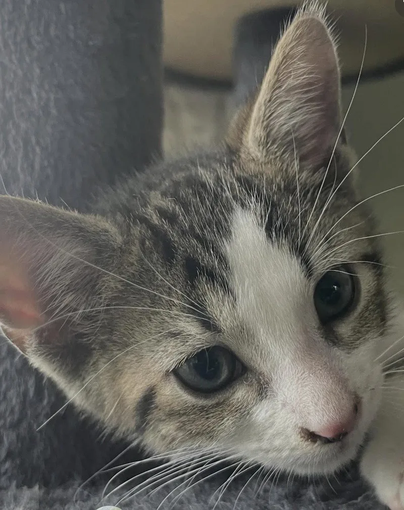 A baby medium-sized male Gray & White Domestic Short Hair cat named Apple for adoption in Oviedo, FL