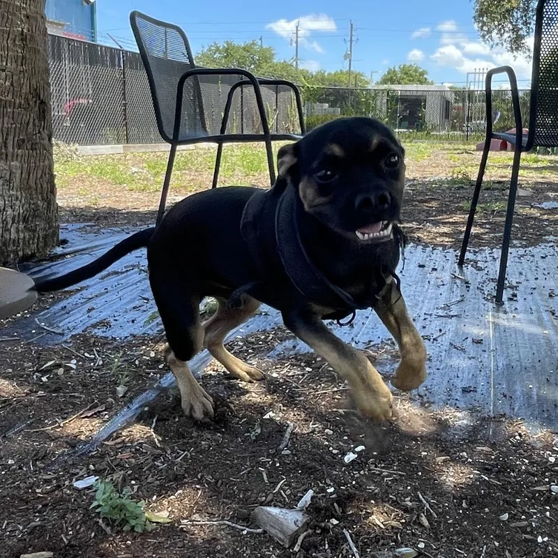 A young medium-sized male Black Mixed Breed dog named Dobby for adoption in West Palm Beach, FL