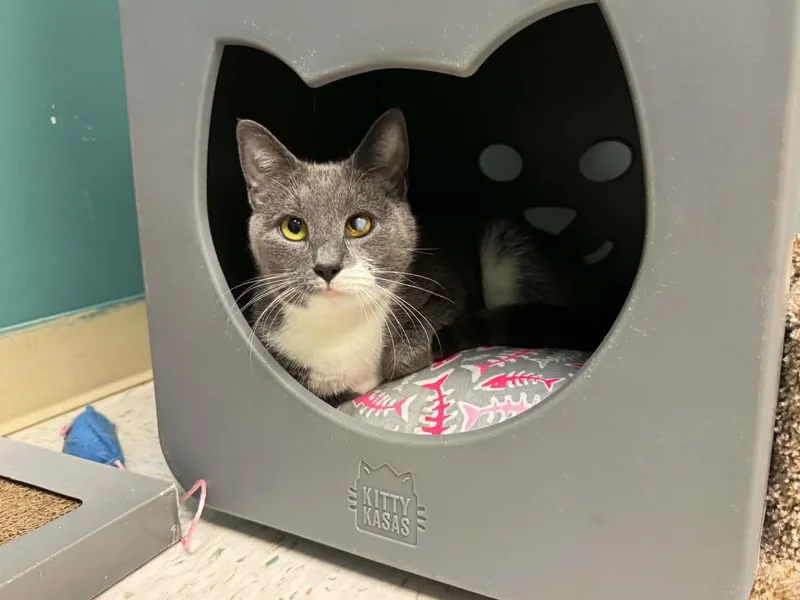 An adult medium-sized female Gray & White Domestic Short Hair cat named Mouse for adoption in Chambersburg, PA