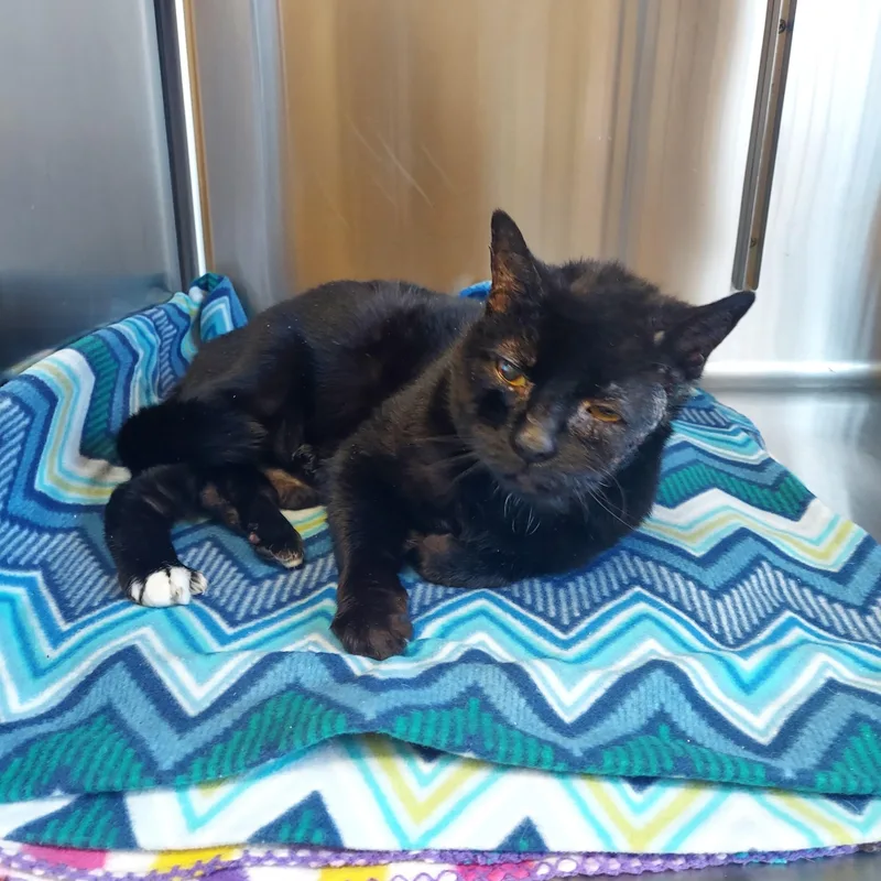 An adult large-sized female Black Domestic Short Hair cat named #16 for adoption in Pawtucket, RI