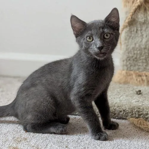 A baby small-sized male Gray / Blue / Silver Russian Blue cat named Sprinkle for adoption in Knoxville, TN