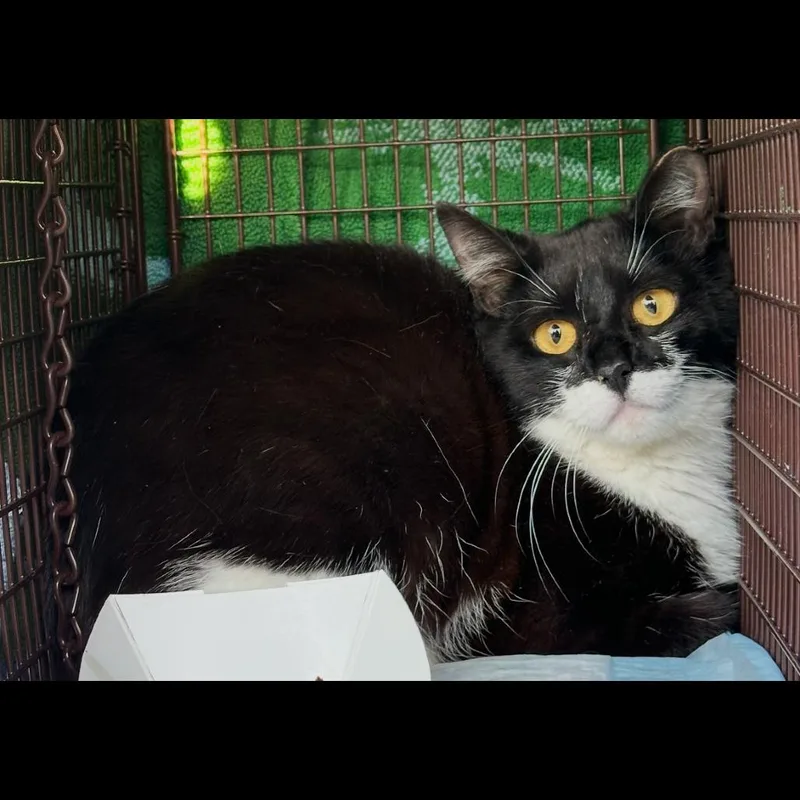 An adult medium-sized female Black Domestic Short Hair cat named Tux for adoption in Ferndale, MI