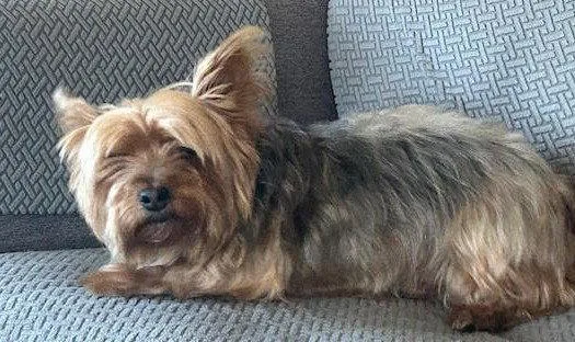 An adult small-sized female Yorkshire Terrier dog named Trixie Os Franzen for adoption in Saunderstown, RI