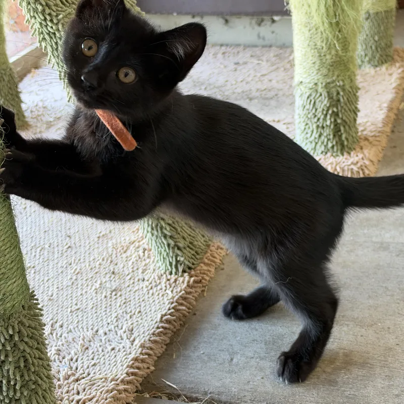A baby small-sized female Black Domestic Medium Hair cat named Lilith for adoption in Hollister, CA