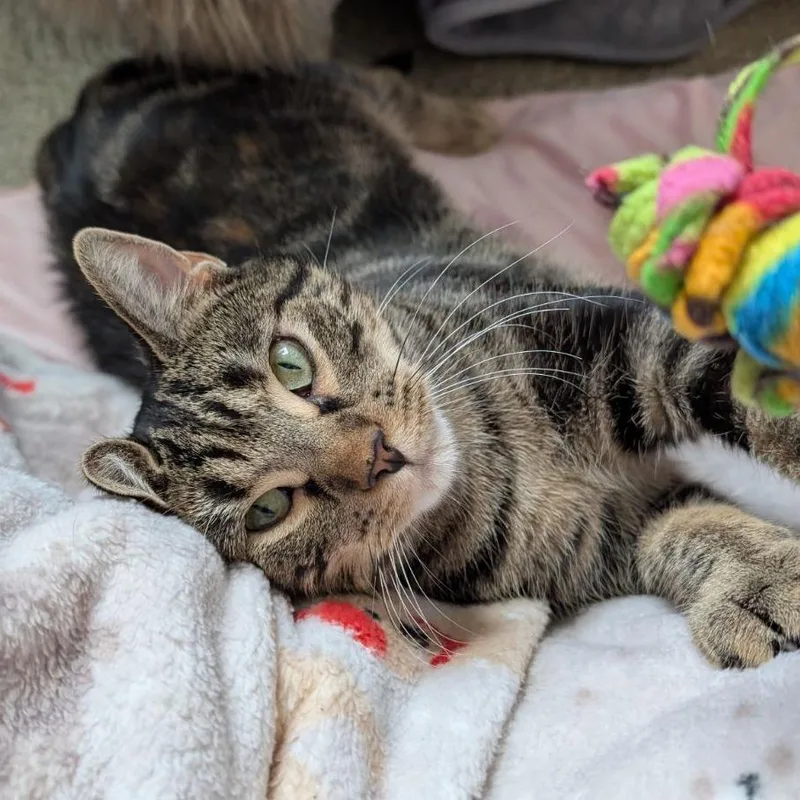 Erickson thumbnail 4