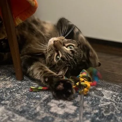 Erickson thumbnail 6