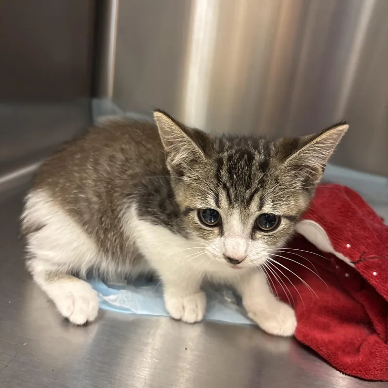 A baby small-sized male Brown / Chocolate Domestic Short Hair cat named Grapefruit for adoption in Jacksonville, FL