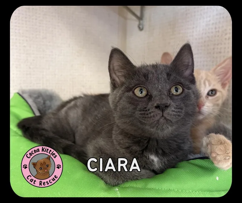 A baby small-sized female Domestic Short Hair cat named Ciara for adoption in Hershey, PA