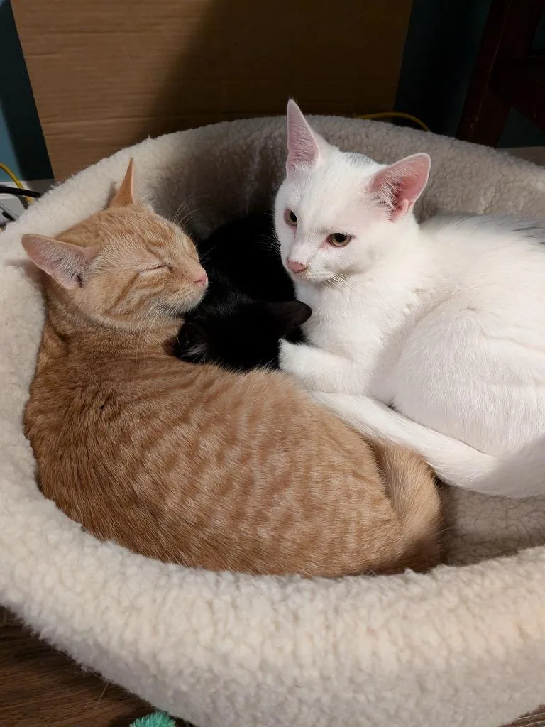 Walt  Willow thumbnail 2