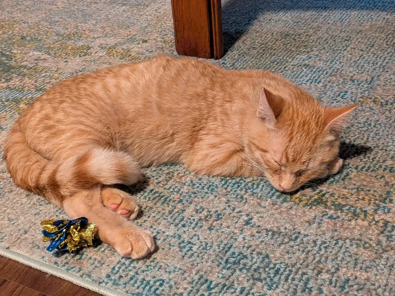 Walt  Willow thumbnail 3