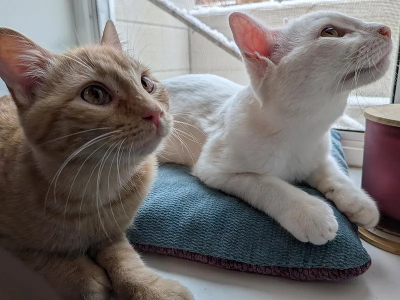 Walt  Willow thumbnail 4