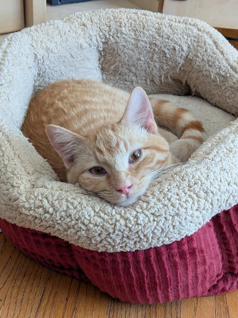 Walt  Willow thumbnail 5