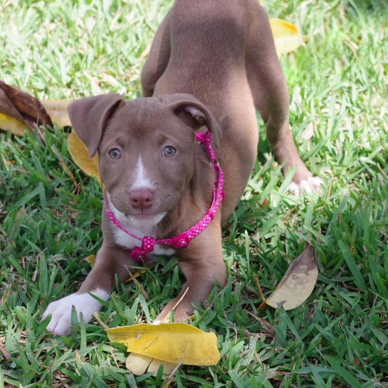 A baby small-sized female Yellow / Tan / Blond / Fawn Terrier dog named Puppy Hannah Montana for adoption in Miami, FL