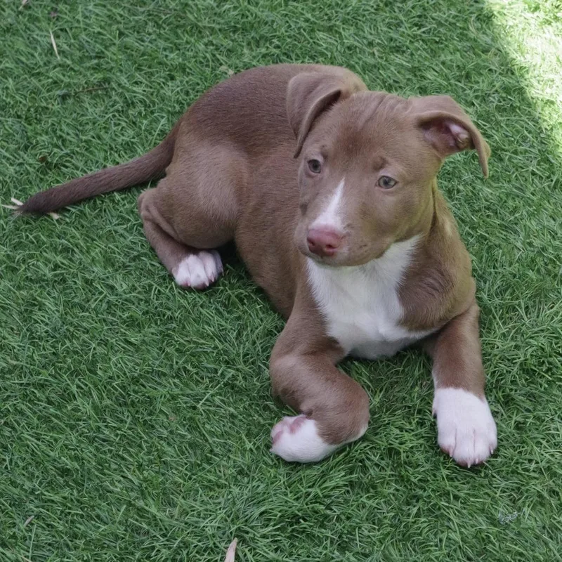 Puppy Hannah Montana thumbnail 2