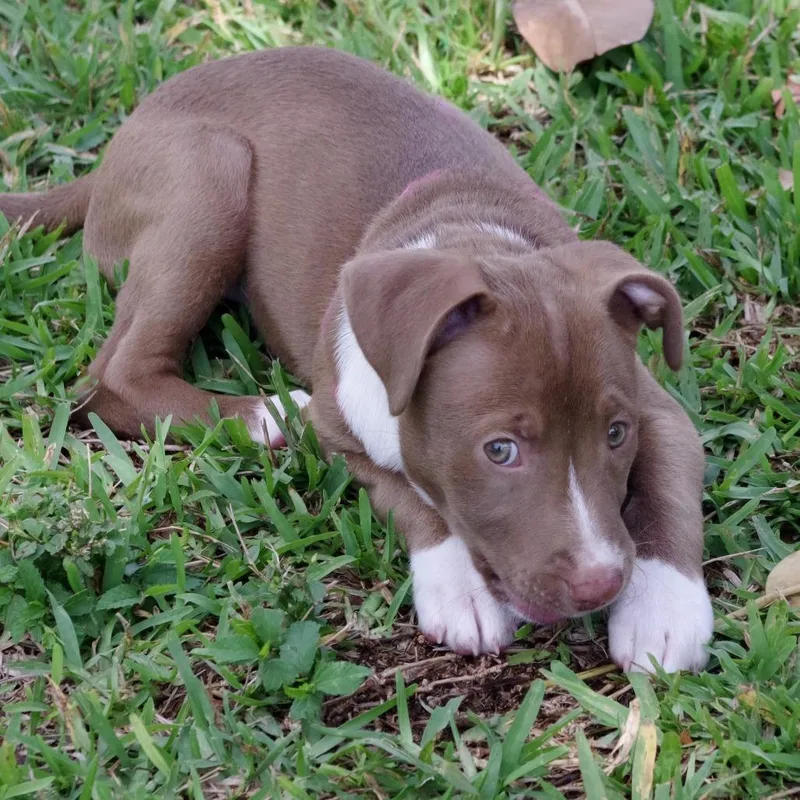 Puppy Hannah Montana thumbnail 3